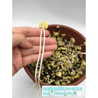 生产芽苗菜利润怎么样-益康园芽苗菜