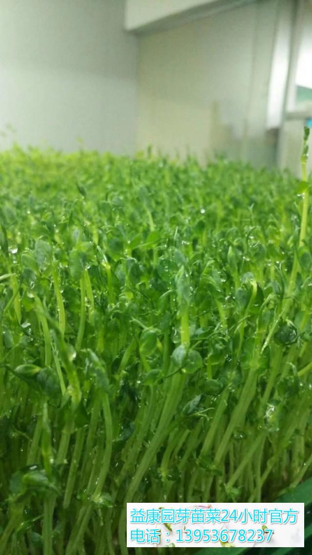 芽苗菜学习种植技术费用-益康园芽苗菜