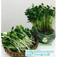 无土种植芽苗菜怎样-益康园