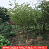 鸡爪槭庭院植物行道树绿化工程漳州基地直销