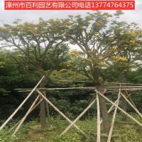 黄花槐绿化工程公园小区绿化种植漳州基地直销