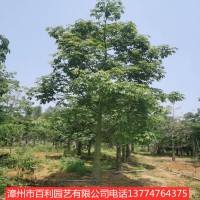 美人树庭院小区绿化种植漳州基地直销