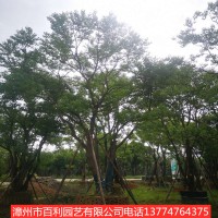 供应乔木乌桕丛生乌桕多规格漳州基地直销