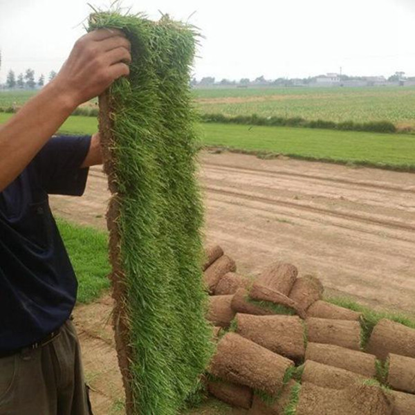 高羊茅種子出芽率-草皮直銷-欒城縣信譽草坪種植基地